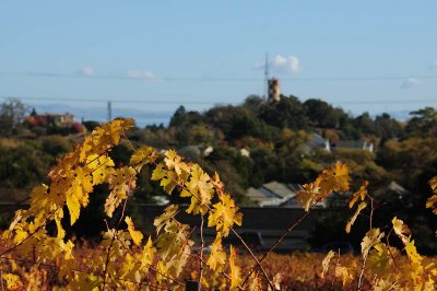 Grape Leaves and Hamilton Water Storage Pipe