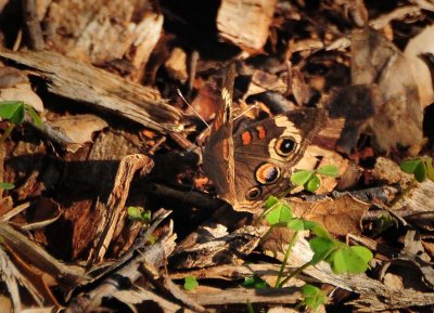 Buckeye Butterfly