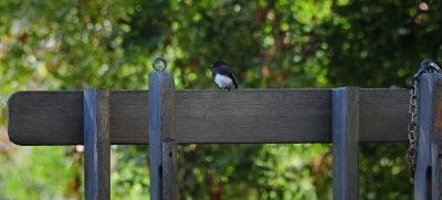 Black Phoebe