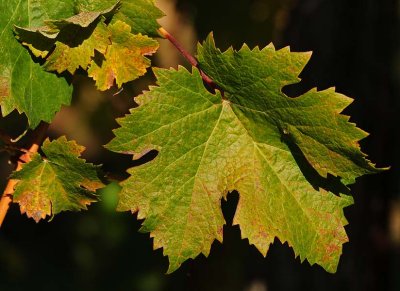 Grape Leaf