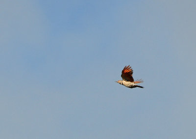 Northern Flicker