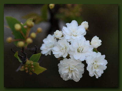 White Blossoms on a Tree