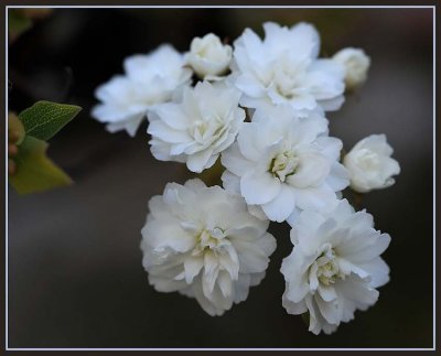 Small White Blossoms