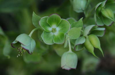 Green Blossoms - Hellebore