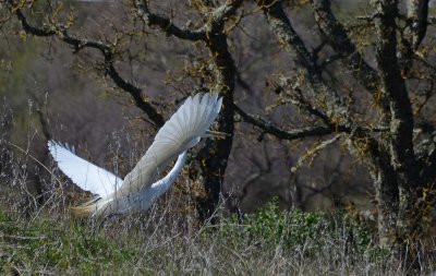 Great Egret Lift Off