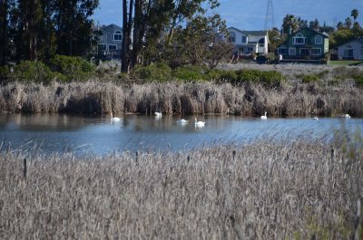 7 Swans Swimming