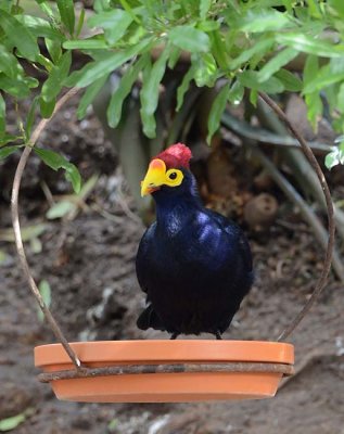 Lady Ross' Turaco