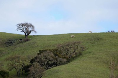 Hilltop Cows