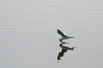 Tern Beak Dip