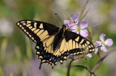 Swallowtail on Wild Radish