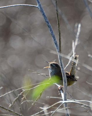 Wren Song