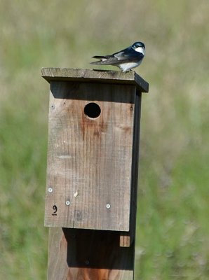 Tree Swallow