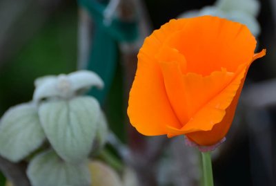 California Poppy