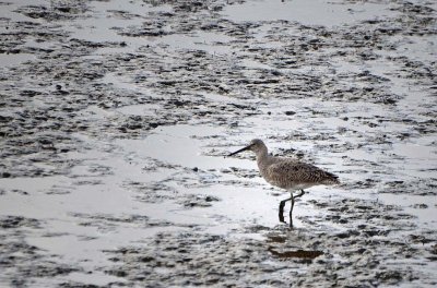 Willet