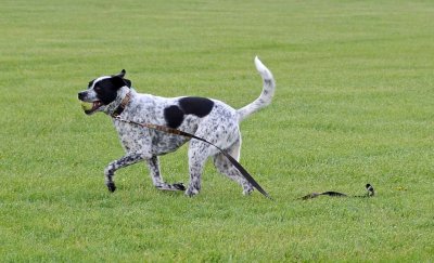 Coonhound