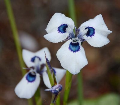 White & Blue Iris