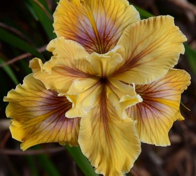 Colorful Veined Iris