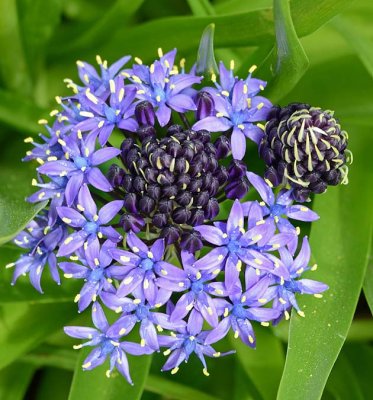 Purple Clusters