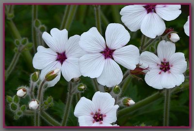 Beautiful White and Maroon Flowers