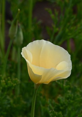 Alba - California Poppy
