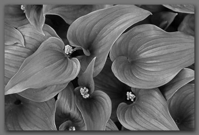 Wild Lily of the Valley - B/W