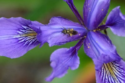 Purple Iris with Shiny Bee