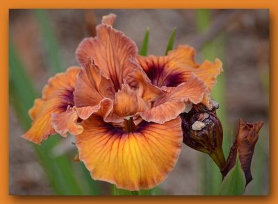 Burnt Orange Iris