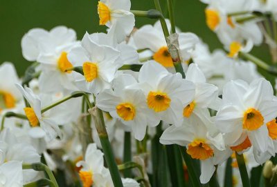 White and Gold Daffodils