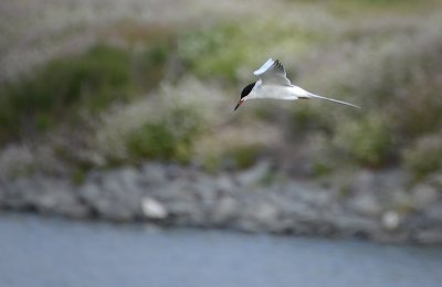 Forster's Tern