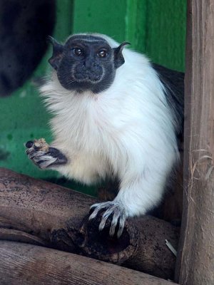 Pied Tamarin Monkey with Lunch