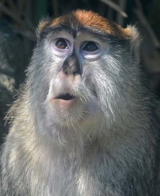 Funny Patas Monkey Face