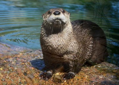 Attentive Otter