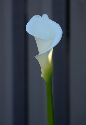 Calla Lily