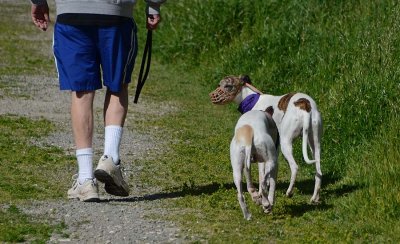Whippets In Training