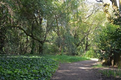 4/18/12: Forest Path