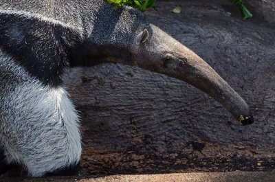 Giant  Anteater Face