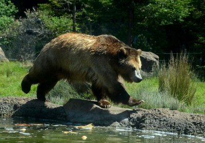 Grizzly Loping Along