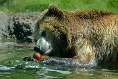 How To Eat An Apple