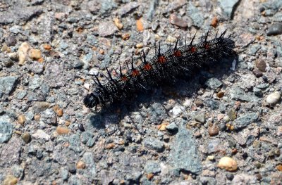 Northern Checkerspot Caterpillar