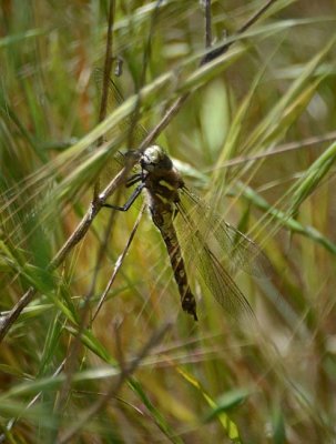 Female Darner Dragonfly