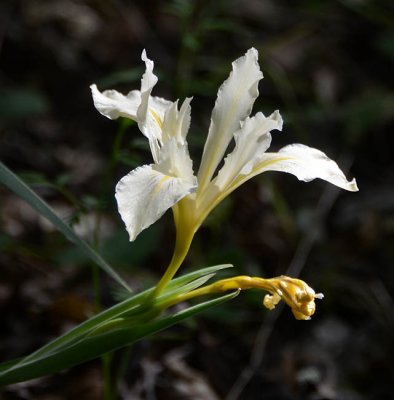 Sunlit Iris