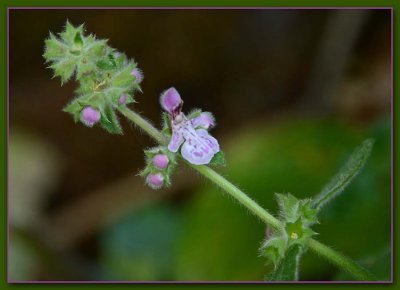 Close View of Hedge Nettle