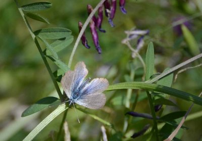 Boisduval's Blue Butterfly