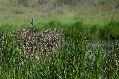 Marsh and Song Sparrow