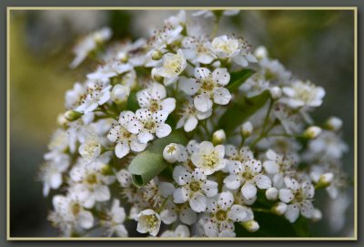 Close View of Pyracantha