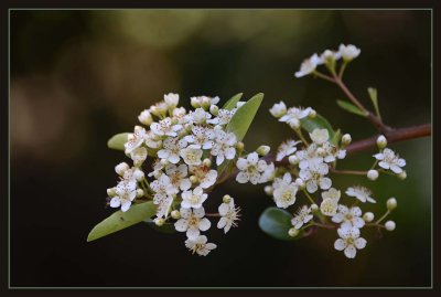 Pyracantha Blossoms