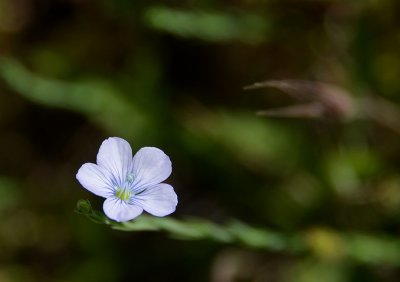 Unidentified Tiny Purple Flower