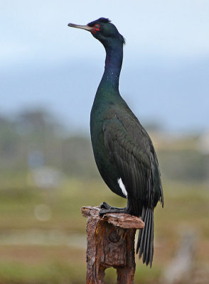 Pelagic Cormorant