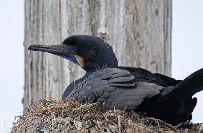 Brandt's Cormorant in Nest