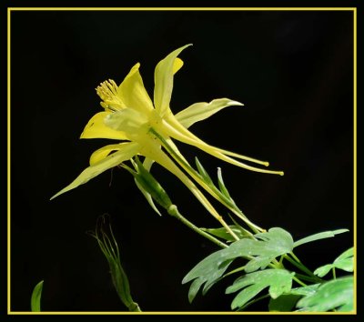 Yellow Columbine